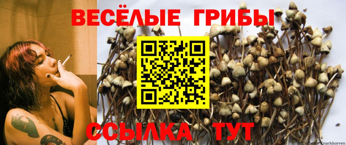 Галлюциногенные грибы мицелий  Вход с VPN  Майкоп 